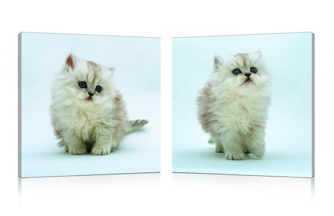 Tableau moderne Kittens (lot de 2)