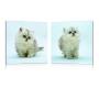 Tableau moderne Kittens (lot de 2)