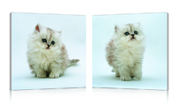 Tableau moderne Kittens (lot de 2)