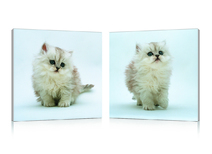 Tableau moderne Kittens (lot de 2)